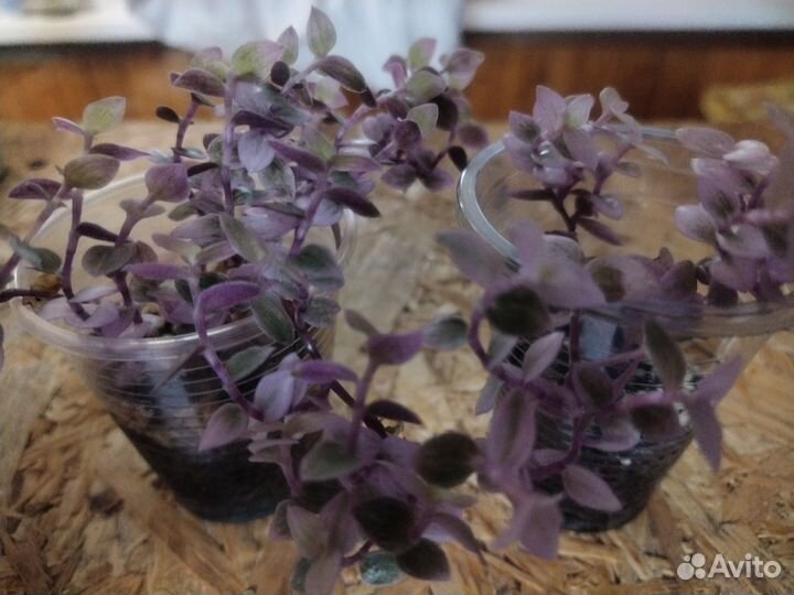 Комнатные цветы цветущие