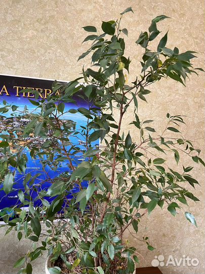 Фикус бенджамина