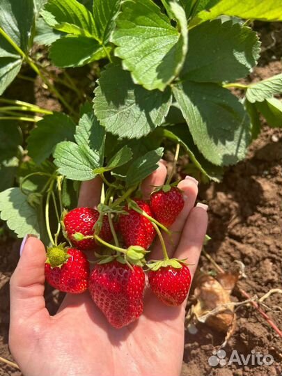 Клубника ремонтантная много сортов