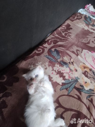 От британки кошечка