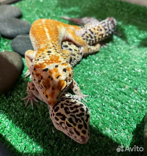 Эублефар (самец) предлагает вязку