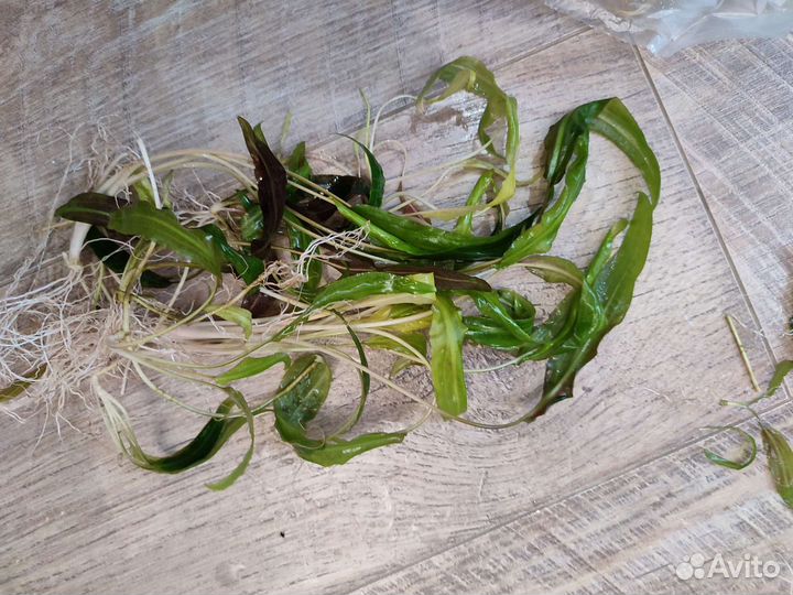 Криптокорина