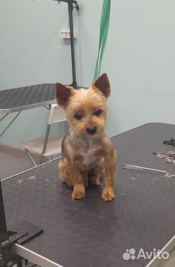 Грумер стрижка собак на дому