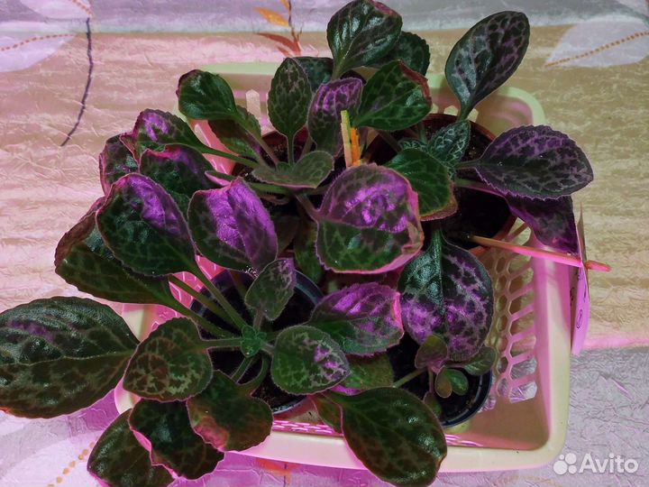 Стрептокарпусы