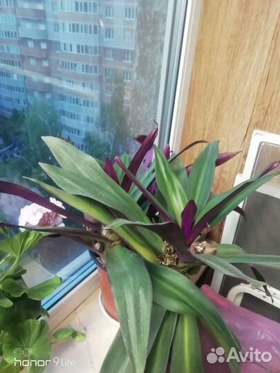 Комнатные растения цветы