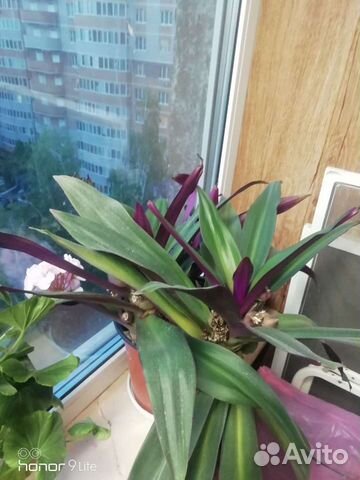 Комнатные растения цветы