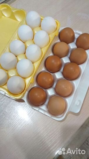 Домашние куриные, утиные и перепелиные яйца