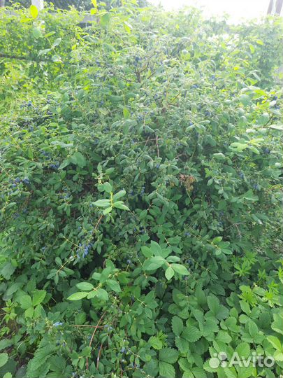 Свежая ягода жимолости