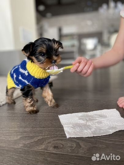 Йоркширский терьер щенки