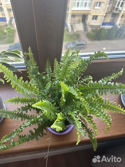 Папоротник комнатный