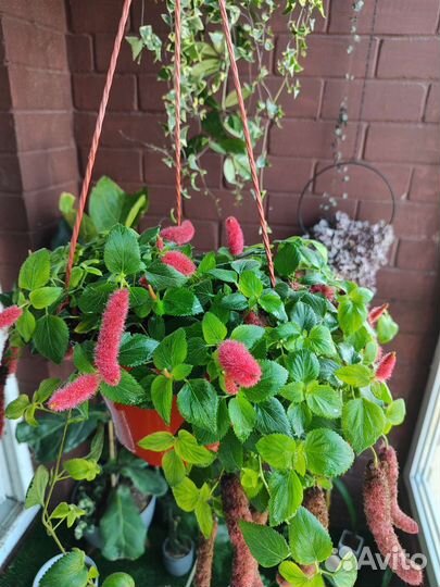 Акалифа лисий хвост