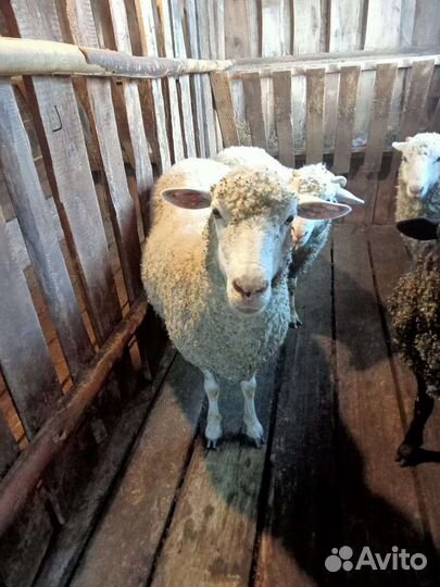 С/хоз.животные