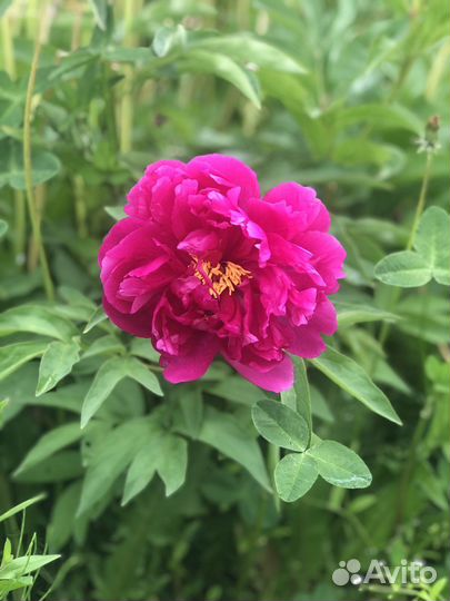 Продажа пионов