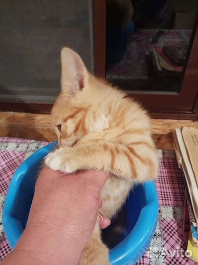 Котенок Шурик