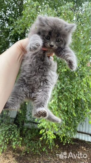Котята в добрые руки 1,5 мес