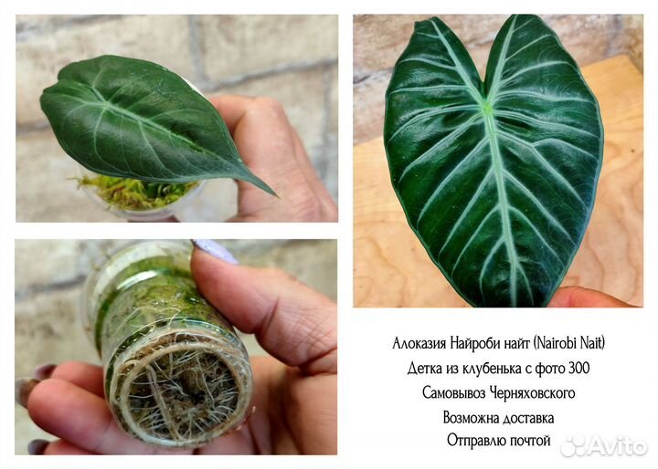 Детки алоказий