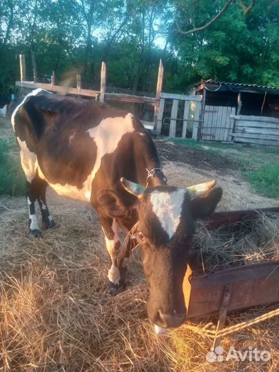 Корова дойная