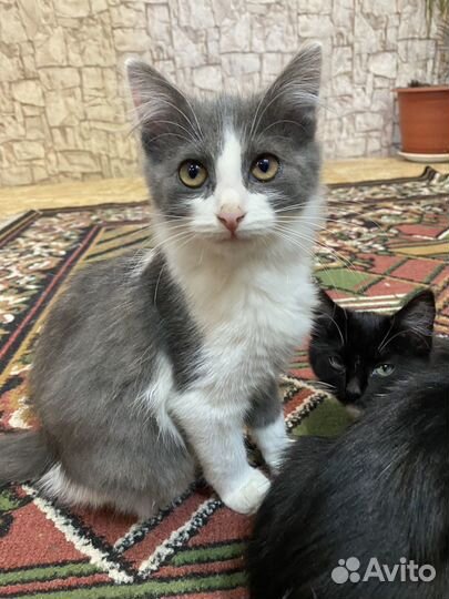 Кошка в дар бесплатно