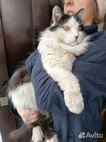 Найдена Кошка