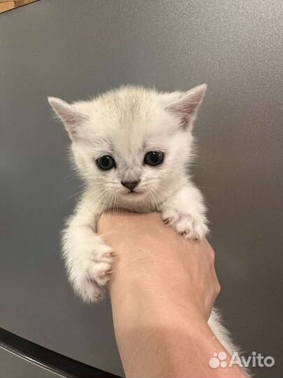 Серебристая шиншилла