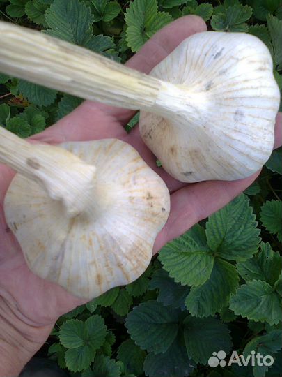 Озимый чеснок Богатырь