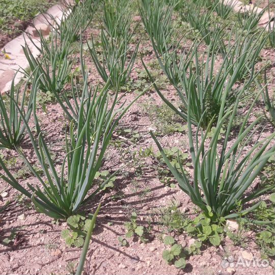 Продам картофель домашний