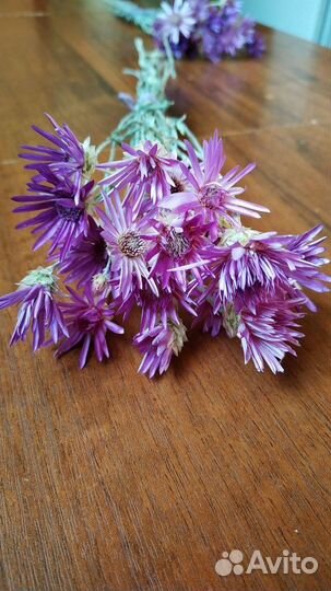 Ксерантемум букет