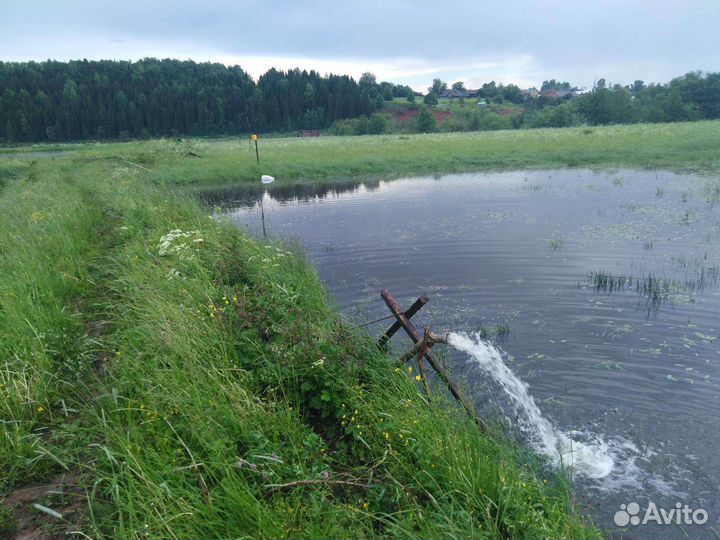 Продажа сеголетка карпа