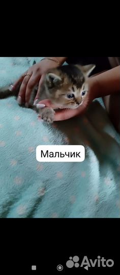 Британские вислоухие котята