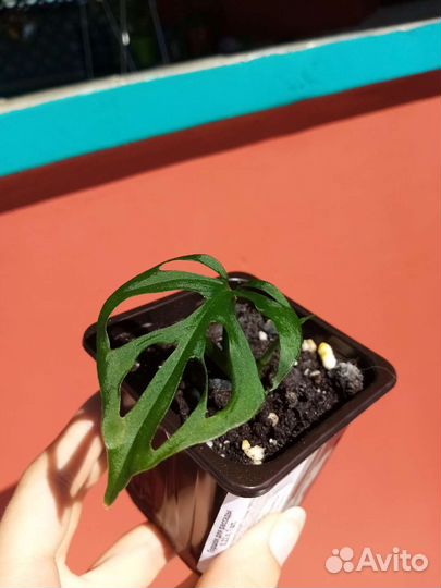 Монстера манки