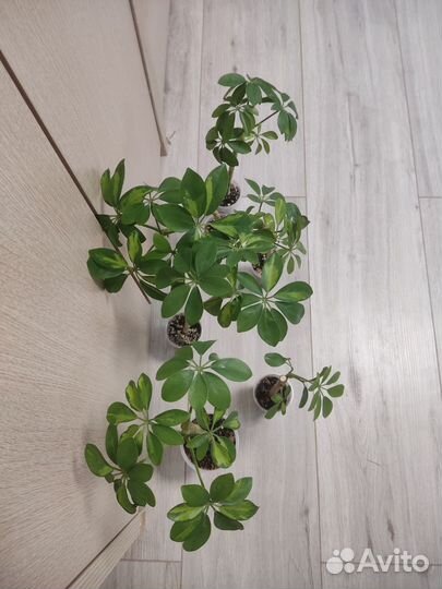 Шефлера вариегатная