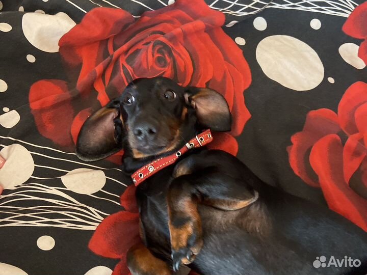 Собака Такса