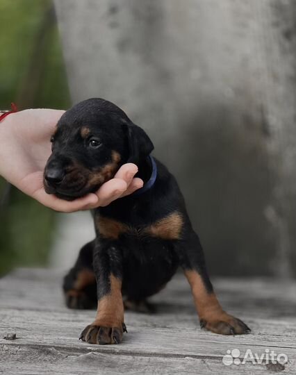 Доберман щенки