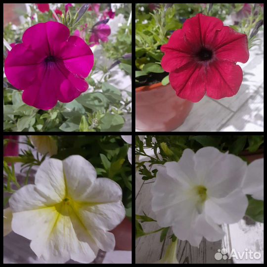 Петуния ампельная Тайдал и Опера