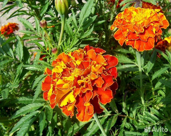 Семена цветов