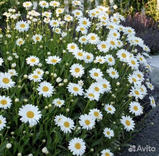 Садовые цветы