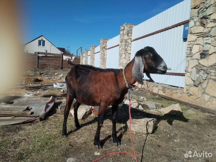 Коза нубийская