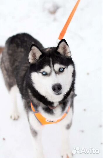 Красавица Лора