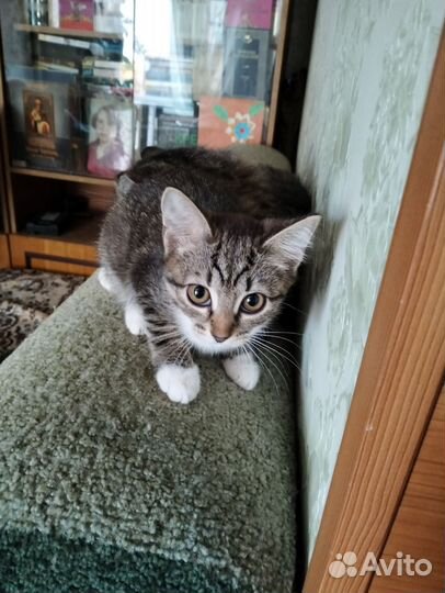 Кошка