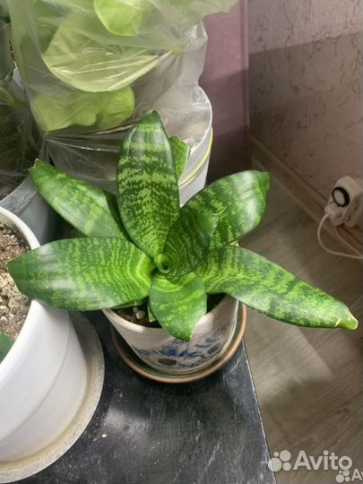 Сансевиерия ханни