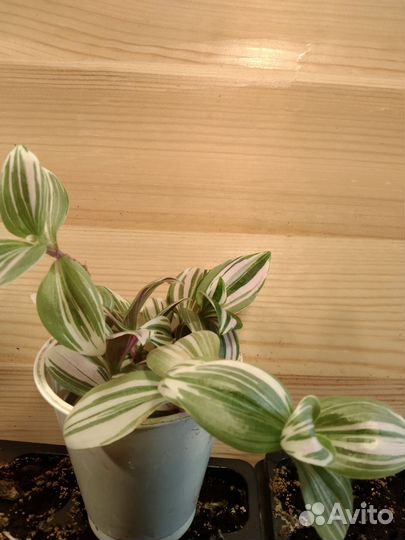 Традесканция белоцветковая