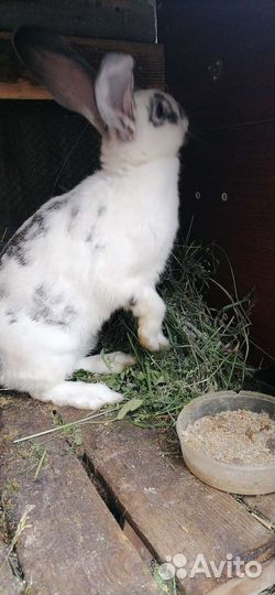 Крольчиха