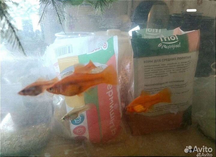 Меченосцы красные, лимонные