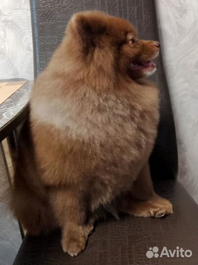 Померанский шпиц.вязка