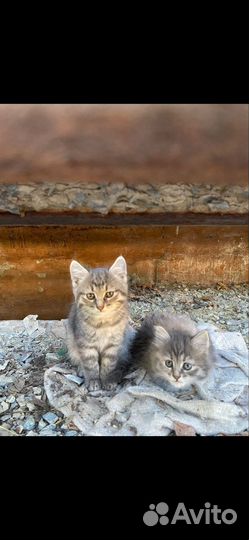 Котята в добрые руки бесплатно