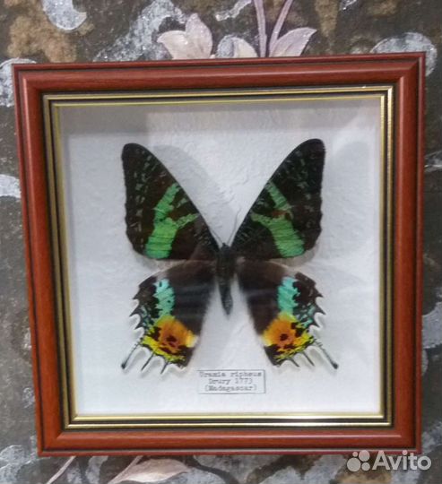 Бабочки в рамках