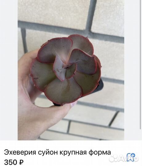 Суккуленты