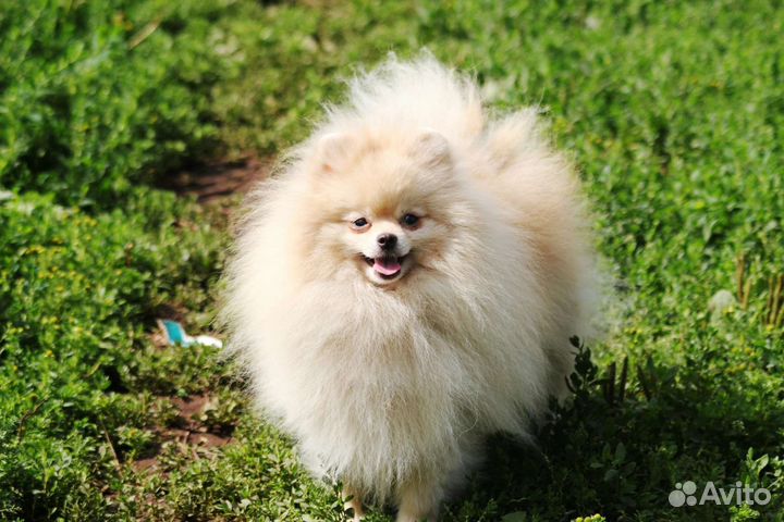 Померанский шпиц