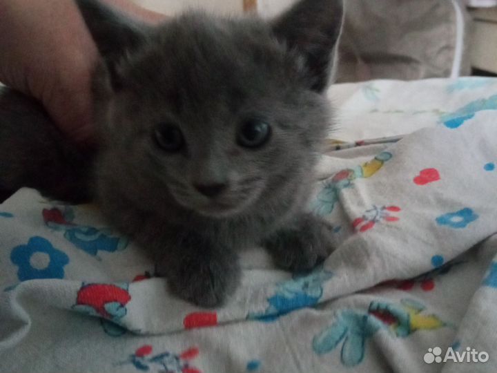 Котята в добрые руки бесплатно