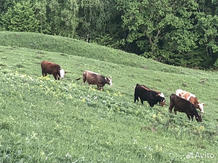 Коровы и телки